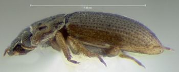 Media type: image;   Entomology 3136 Aspect: habitus lateral view